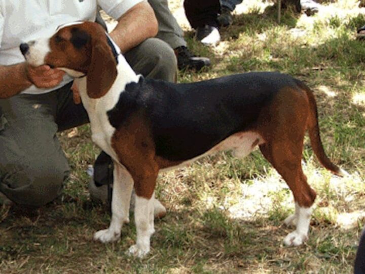 chien courant yougoslave