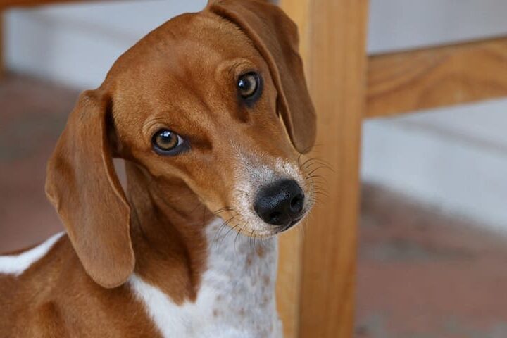 chien craintif timide comportement