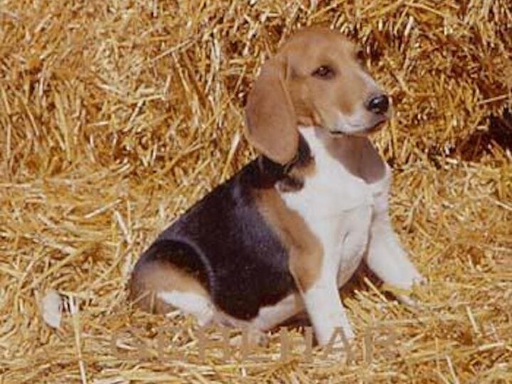 chien d artois