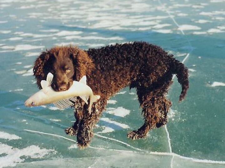 chien d eau americain race