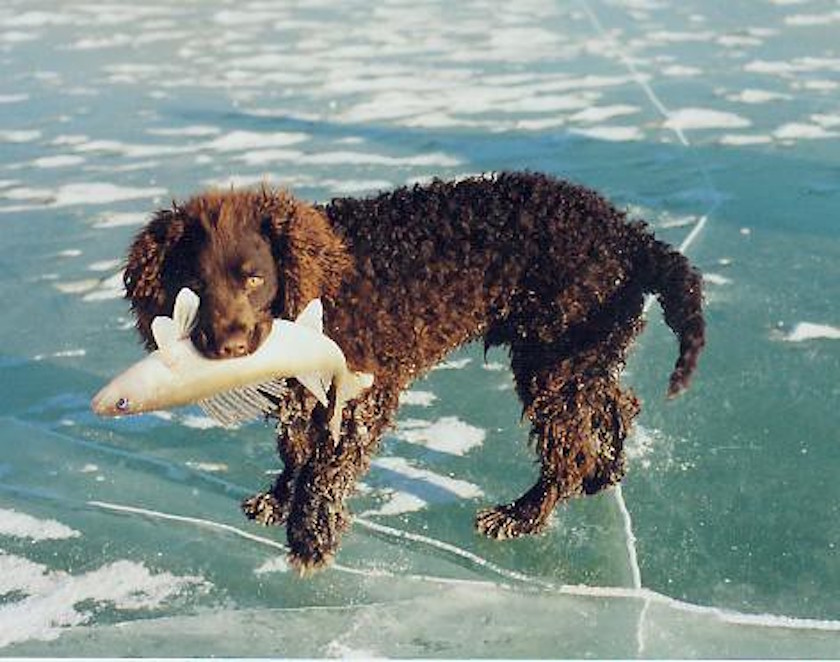 chien d eau americain race