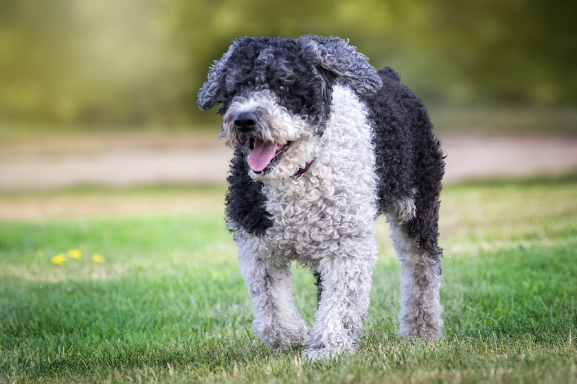 Fotografia de perro de agua español