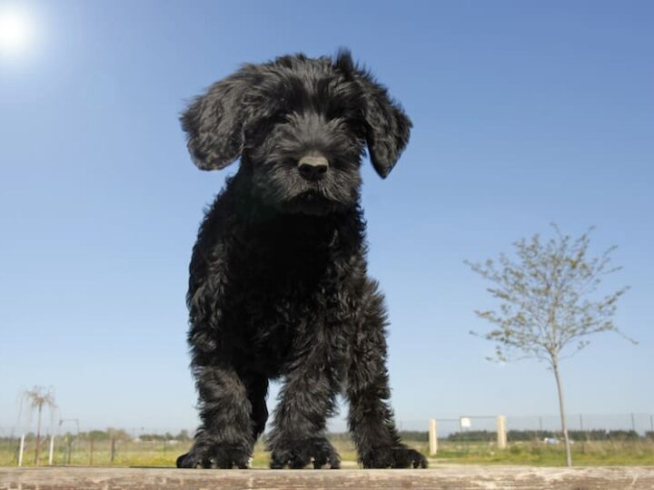 chiot cao de agua