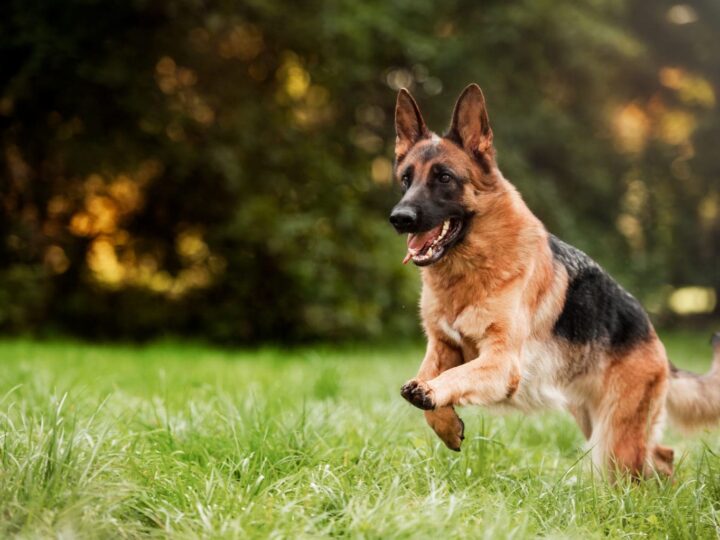 Chien de berger allemand en cours d'exécution