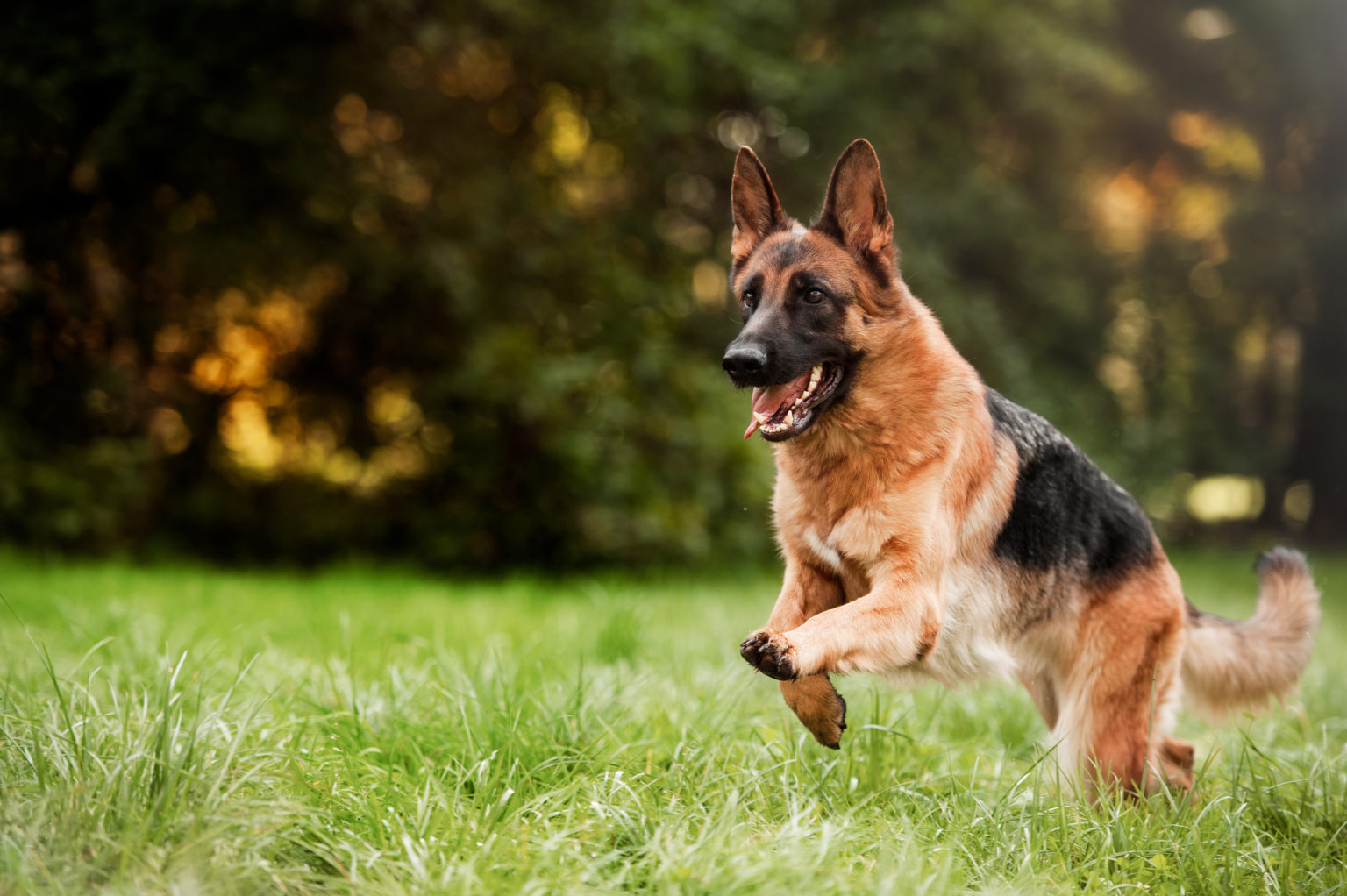 Chien de berger allemand en cours d'exécution