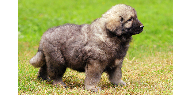 chien de berger yougoslave de charplanina