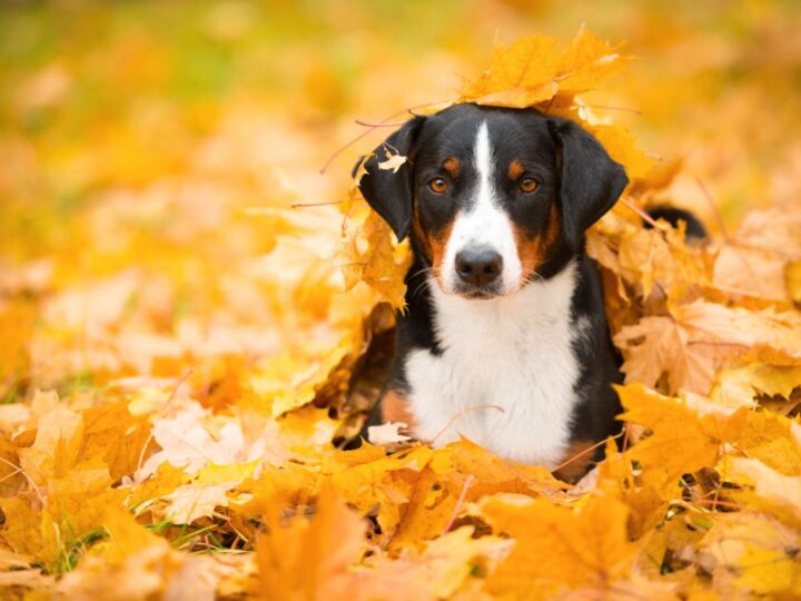 Chien de Montagne d'Appenzell tricolore allongé sur des feuilles d'érable