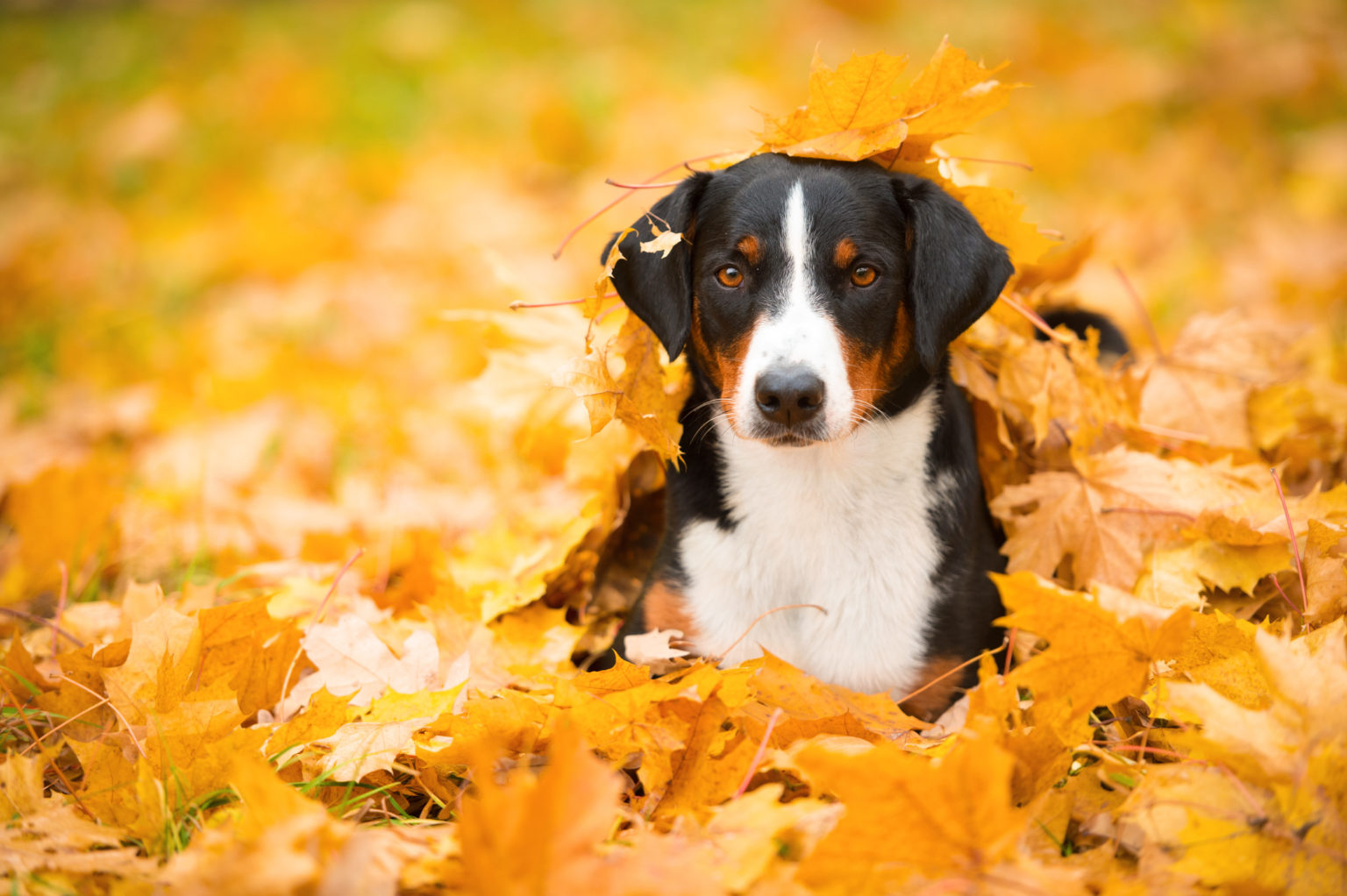 Chien de Montagne d'Appenzell tricolore allongé sur des feuilles d'érable