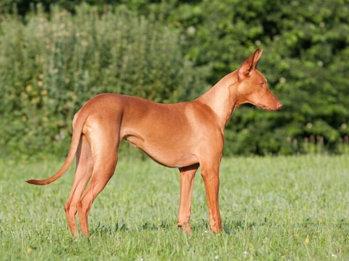 Portrait of nice Pharaoh Hound