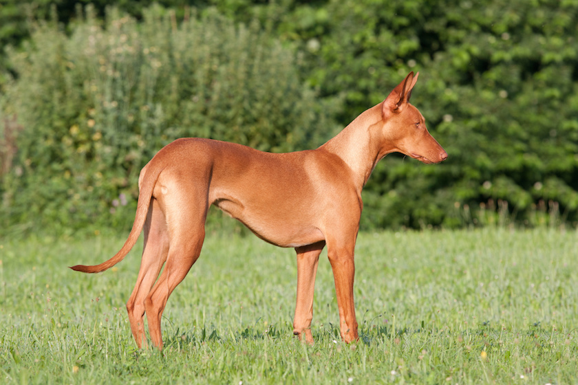 Portrait of nice Pharaoh Hound