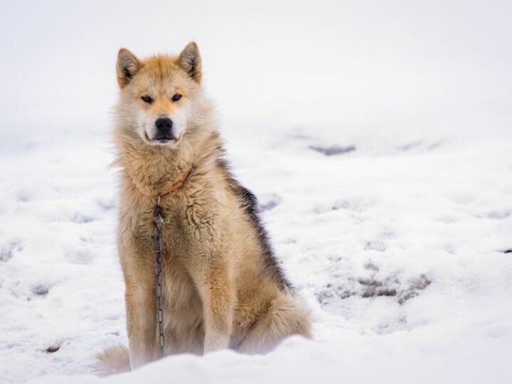 Greenlandic polar sledding dog sitting on the chain in snow, Sisimiut, Greenland