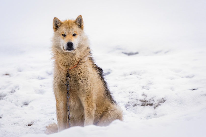 Greenlandic polar sledding dog sitting on the chain in snow, Sisimiut, Greenland