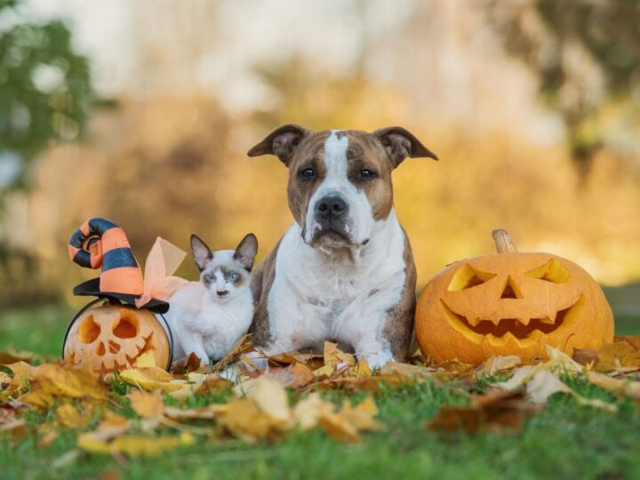 Chien et chat avec des citrouilles d'halloween