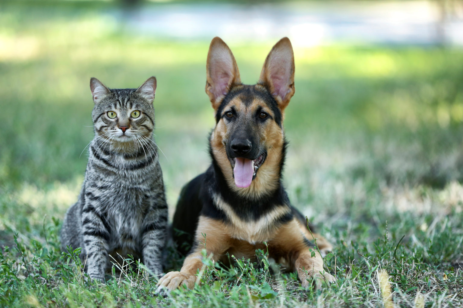 Chien et chat mignons sur l'herbe verte