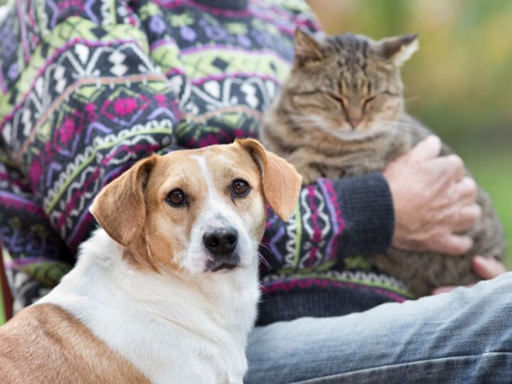 chien et chat sur les genoux d'un homme