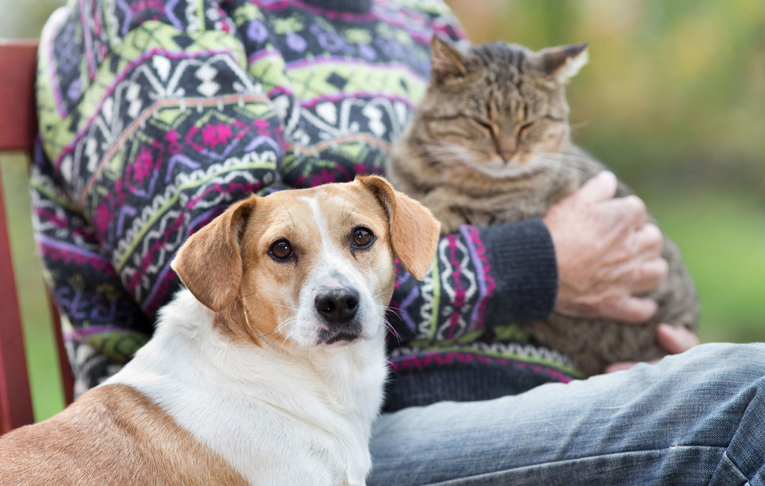 chien et chat sur les genoux d'un homme