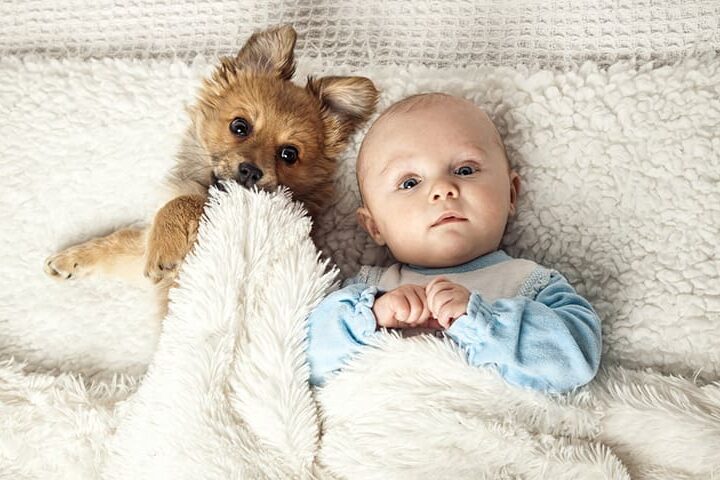 chien et nouveau ne