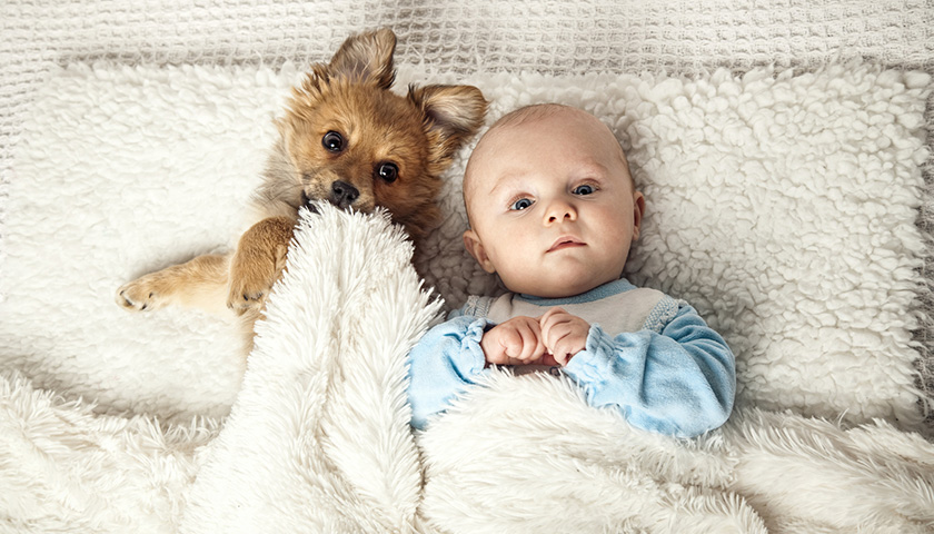 chien et nouveau ne