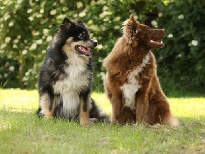 Finnischer Lapphund3