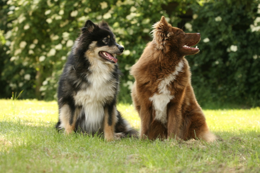 Finnischer Lapphund3