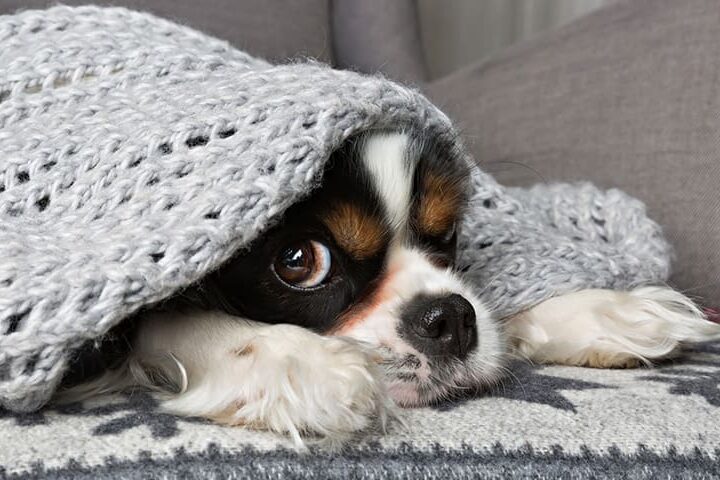 chien froid hiver