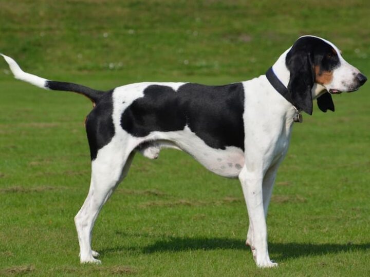 chien halden
