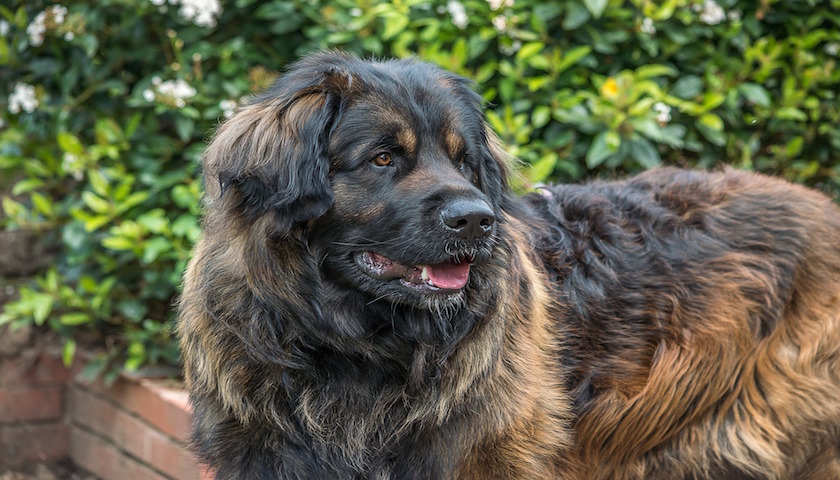 chien leonberg