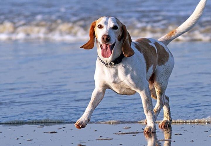 chien plage eau de mer