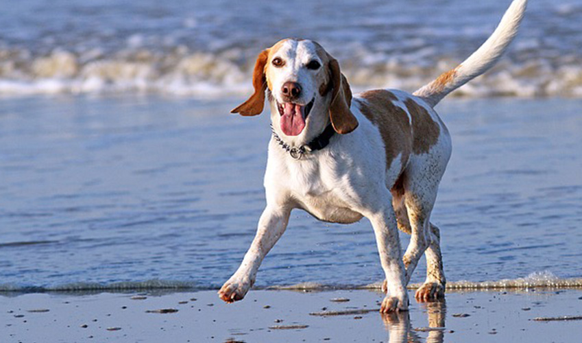 chien plage eau de mer