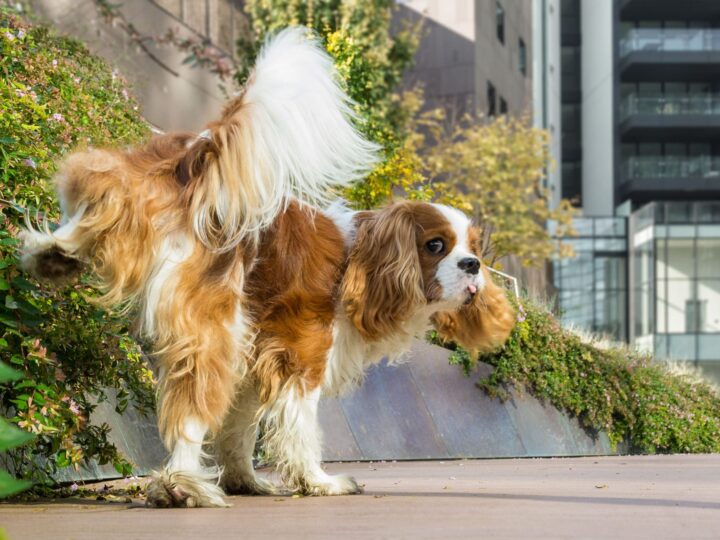 Chien qui marque son territoire