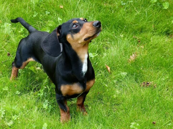 chien teckel