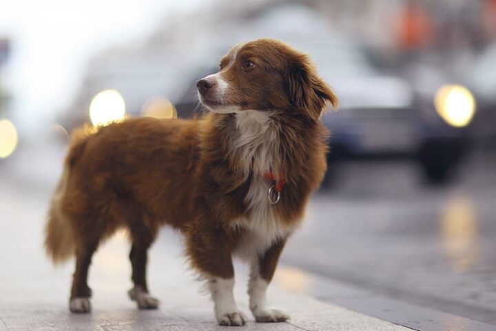 chien trouve
