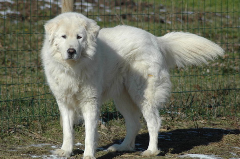 chiens Berger de Maremme race