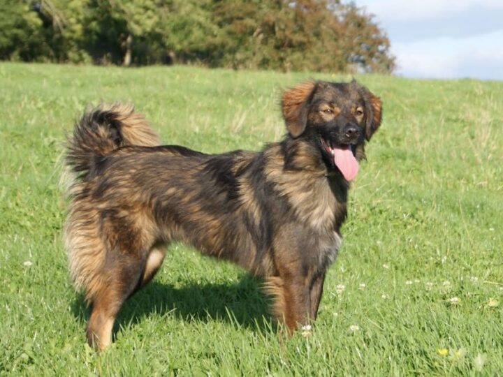 chiens Berger des Pyrenees a face rase
