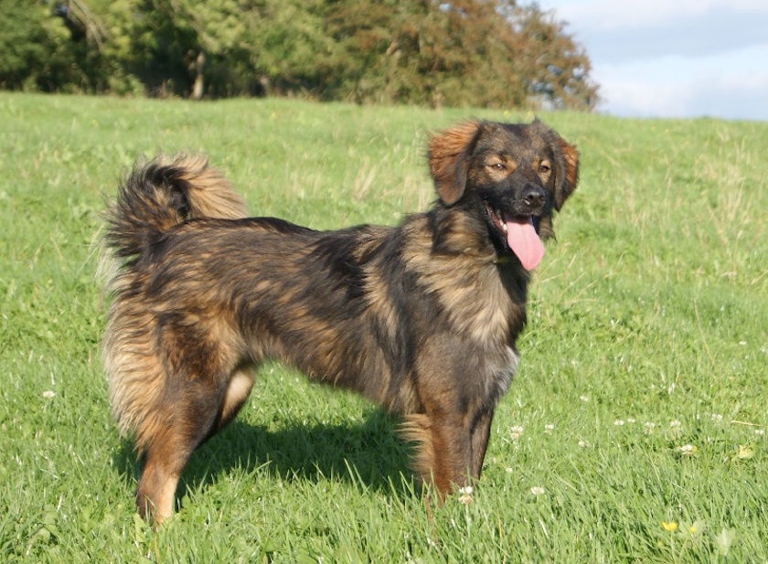 chiens Berger des Pyrenees a face rase