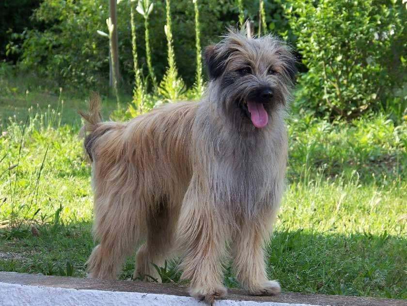 chiens Berger des Pyrenees a poil long