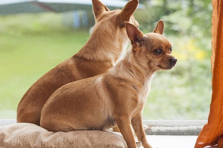 clonage chien