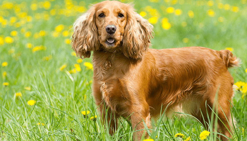 cocker spaniel anglais