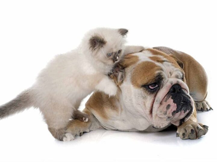 Cohabitation difficile entre chien et chat assurés chez Assur O'Poil