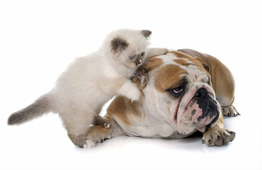 Cohabitation difficile entre chien et chat assurés chez Assur O'Poil