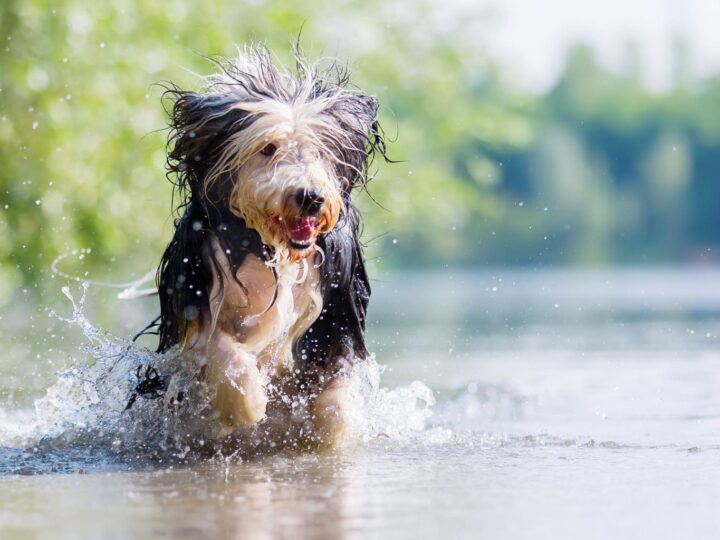 colley barbu s'exécute dans un lac