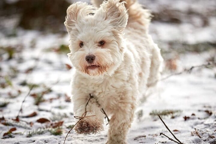 combien de fois sortir son chien