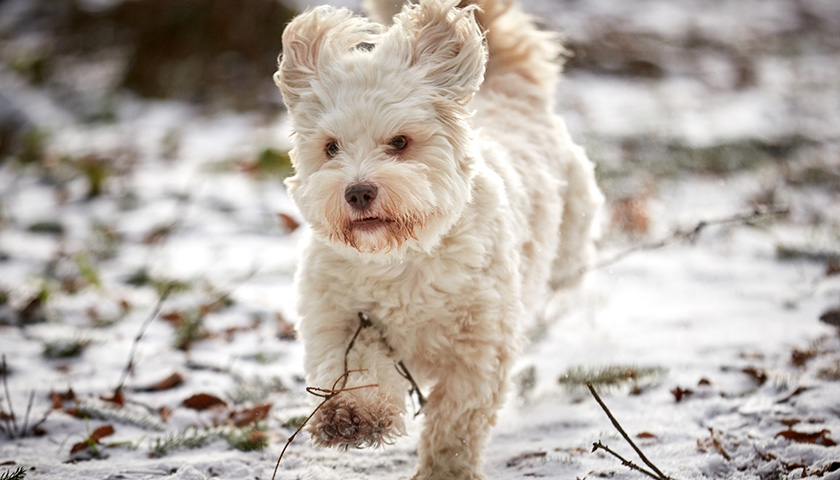 combien de fois sortir son chien