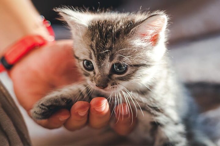 Comment accueillir un chaton ?