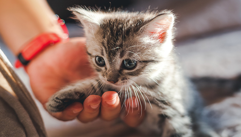 Comment accueillir un chaton ?