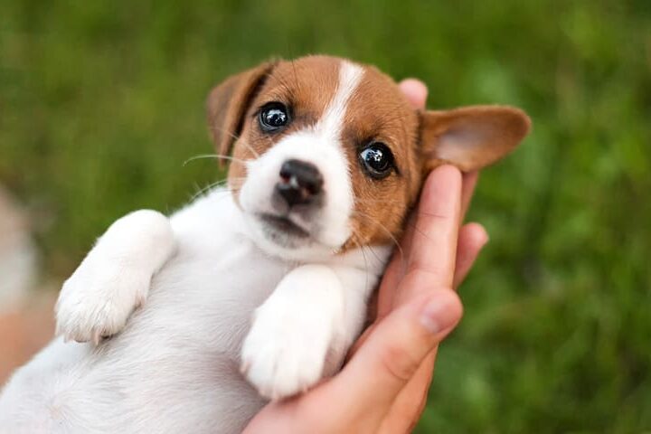 comment accueillir un chiot