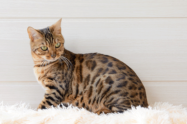 comment enlever odeur de pipi de chat
