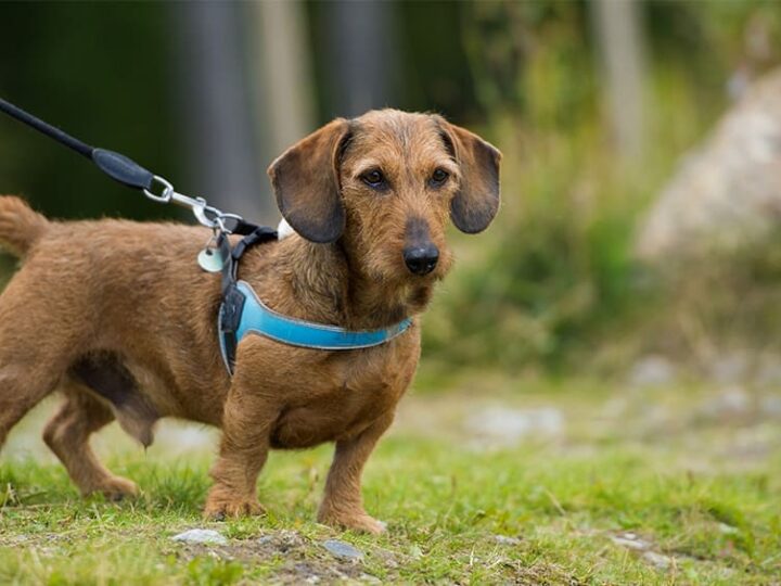 comment mettre un harnais a son chien