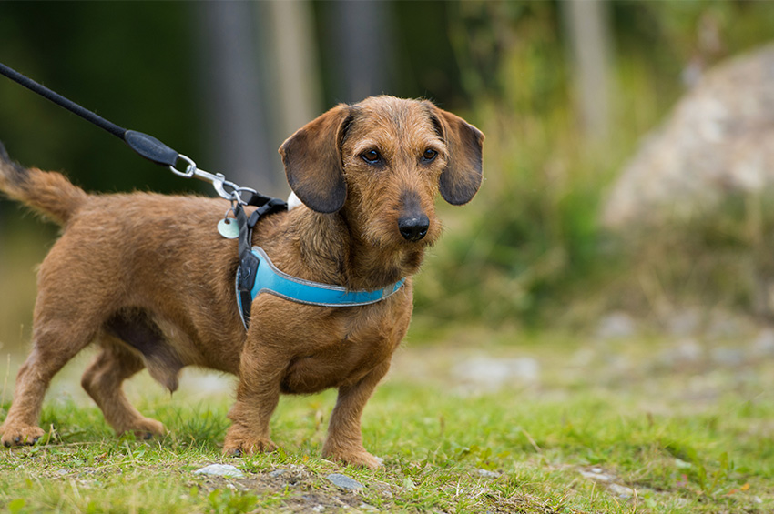 comment mettre un harnais a son chien