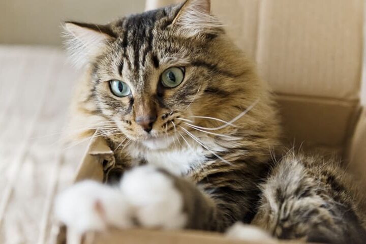 comment occuper son chat